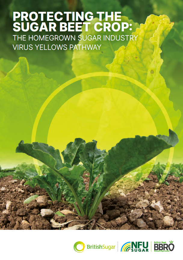 Protecting the sugar beet crop: The homegrown sugar industry Virus Yellows pathway