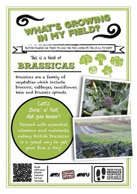 What's growing in my field – brassicas