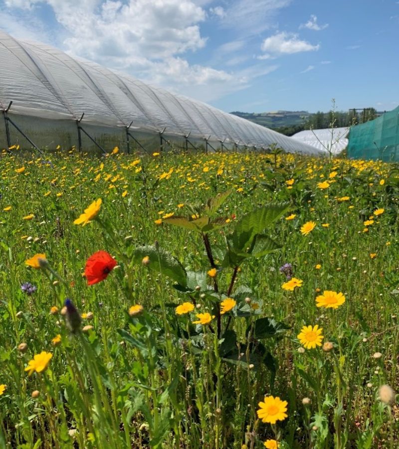 Wild flowers next to polytunnel on Anthony Snell's farm