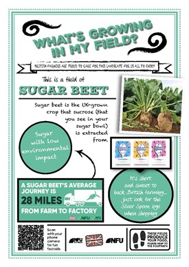 What's growing in my field – sugar beet