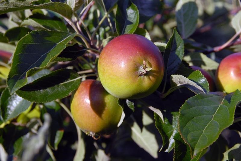 apples, dessert, ripe on tree, Kent_33654