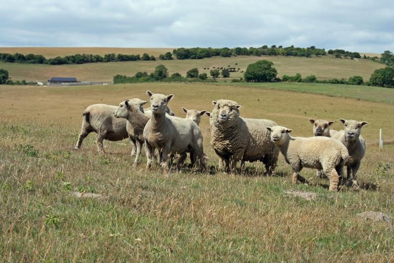 Southdown sheep flock summer_34745