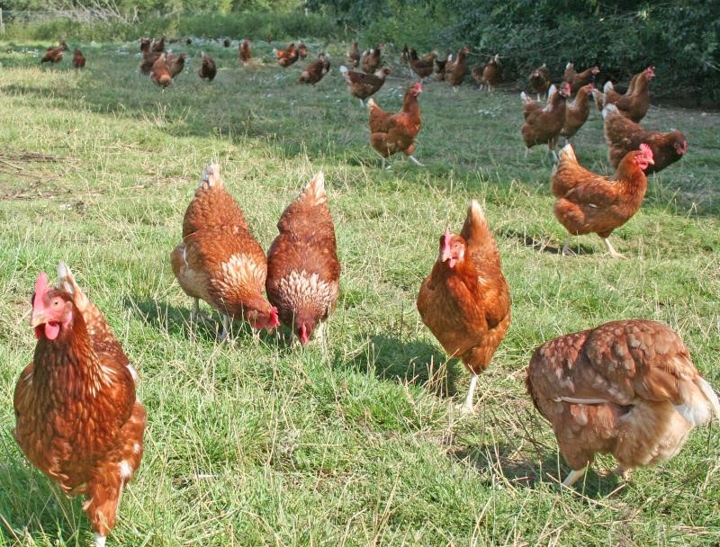 Free range hens_19596