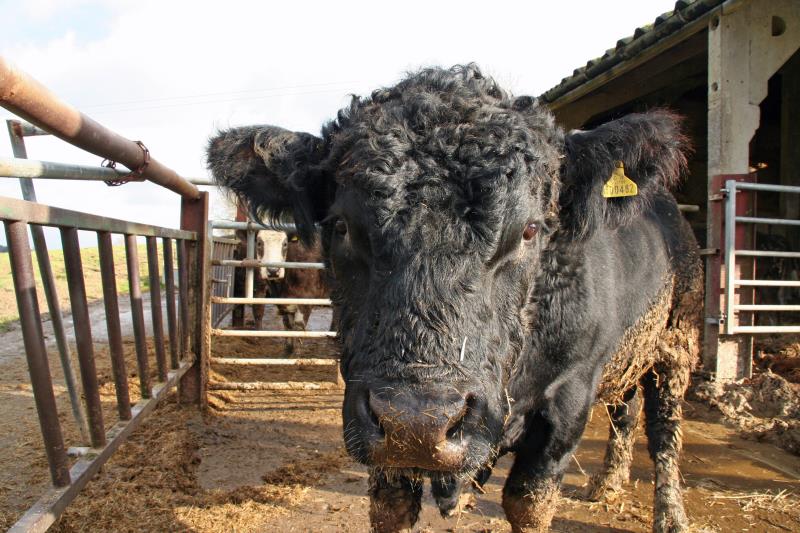 An image showing a black bull 