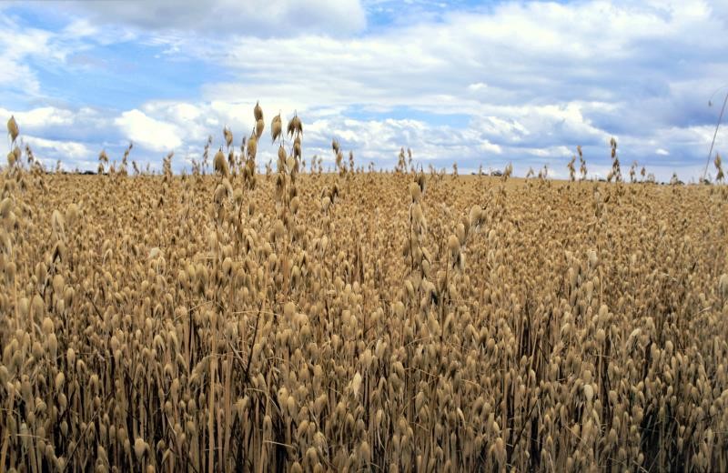 A field of oats_14605