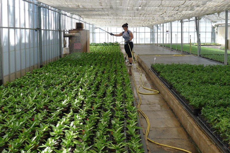 An image of a woman watering plants in a glasshouse