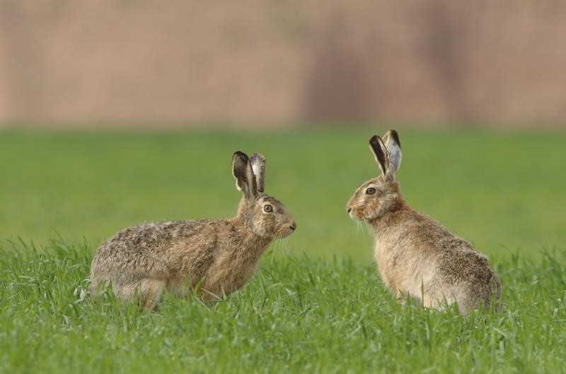 brown hares_3772