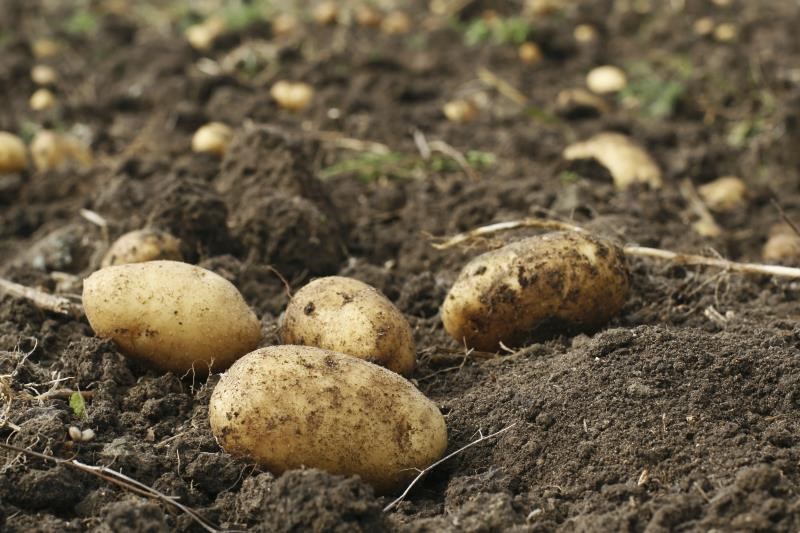 Potatoes in soil_7810