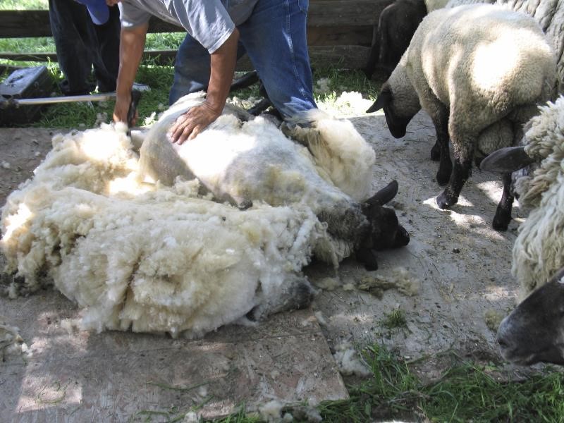 sheep shearing_7815
