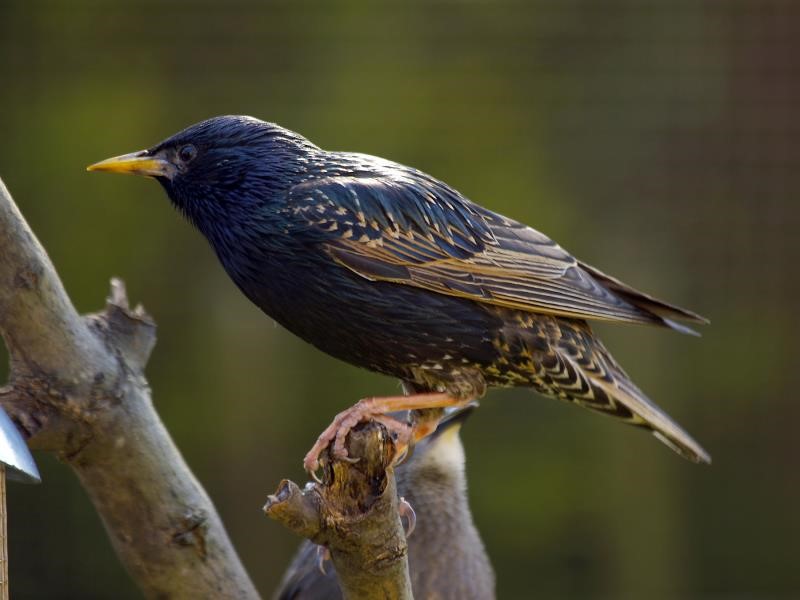 A picture of a starling