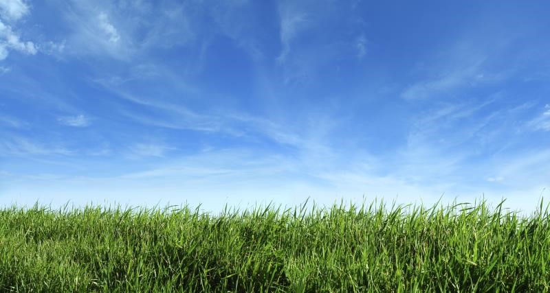 An image showing green grass and blue sky.