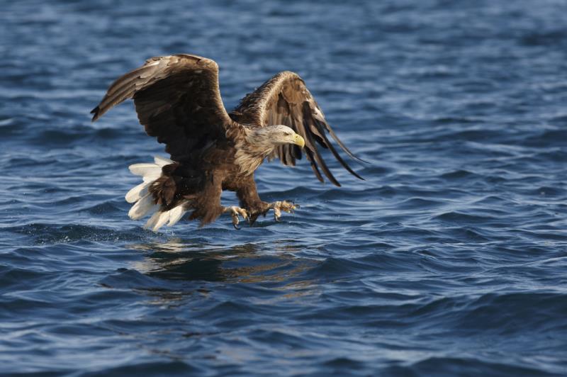 A White-tailed Eagle landing on water