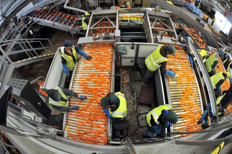 An image of carrots being sorted on a production line