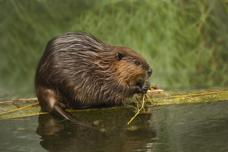 A picture of a beaver nibbling on a stick in water