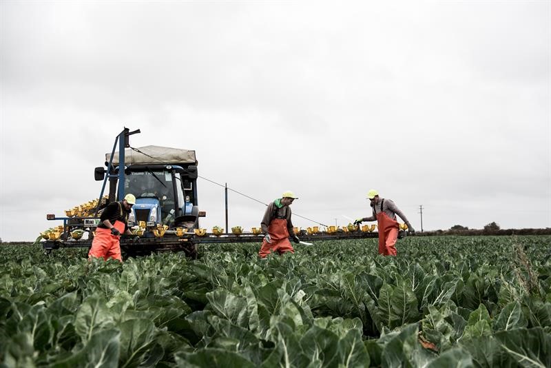 Workers in a field picking cauliflower