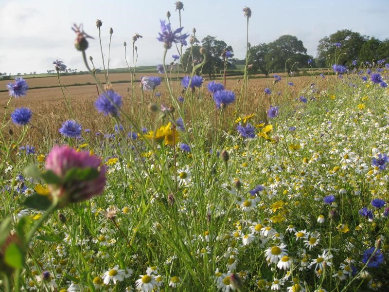 An images of wild flowers growing at the edge of a field
