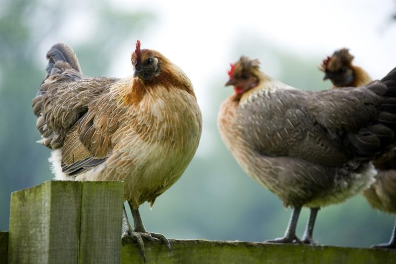 An image of free range hens sitting on a fence. Copyright: NFU/Richard Faulks