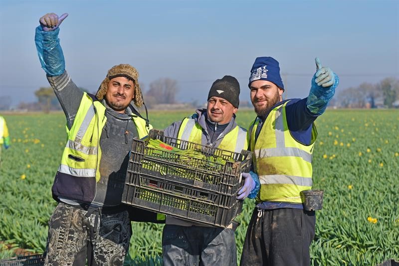 Workers at Taylors Bulbs Holbeach Lincolnshire_65674