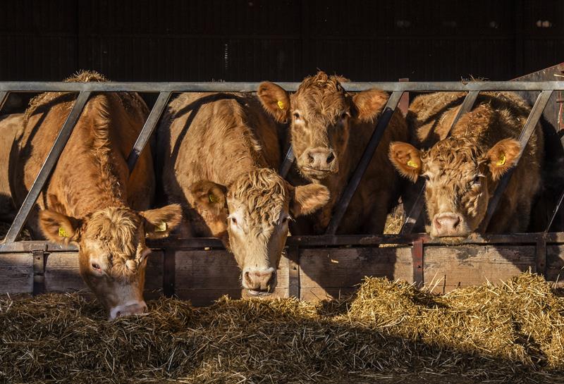 Feed Efficiency for Cattle CFE Online