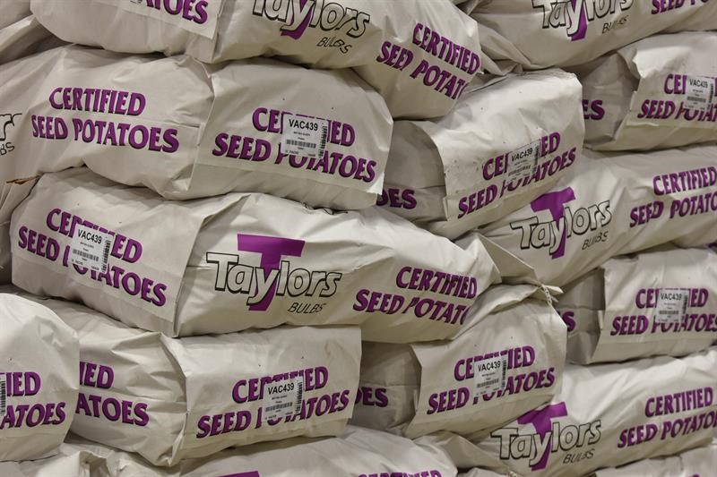 Continued calls to find solution that enables EU-UK trade of seed potatoes