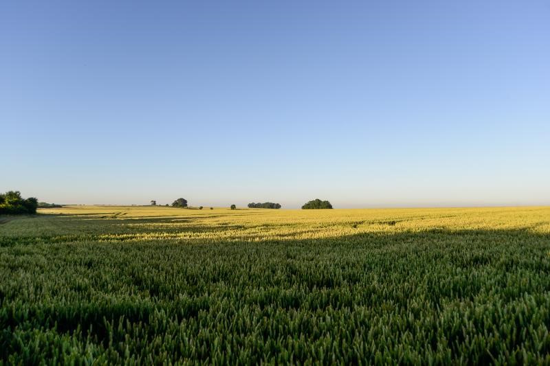 A picture of a farming landscape with a bright blue sky and green crops growing in the fields.