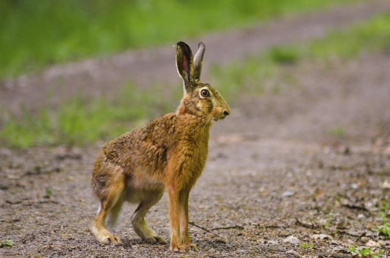 An image of a hare in a field