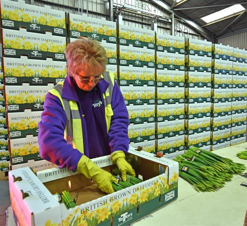 An image of a woman packing picked daffodils into a box