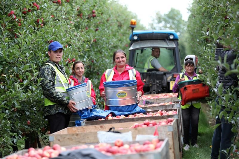 Apple harvest Ali Capper farm September 18_60267