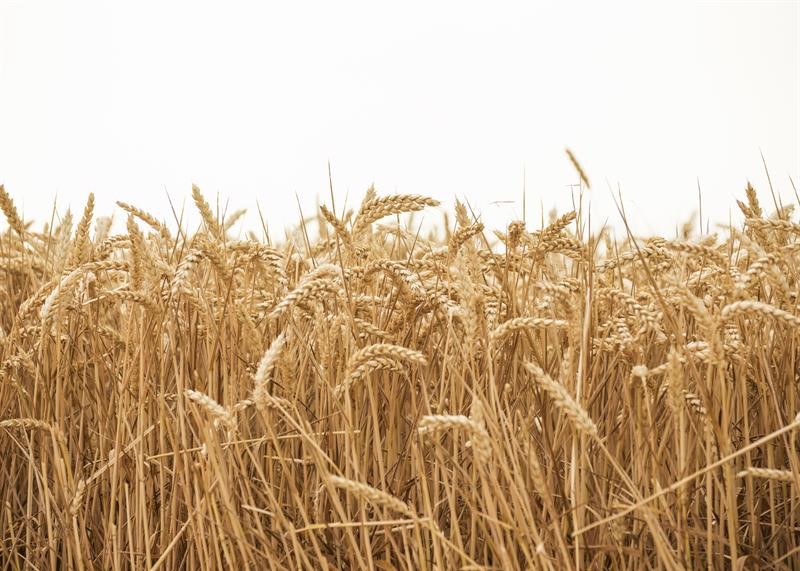 Wheat field Cambridgeshire_64325