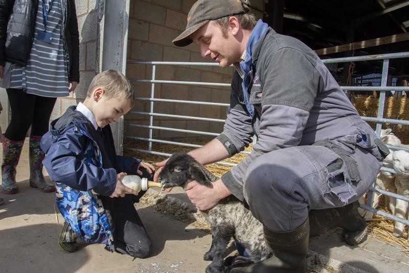 Child feeding milk to a lamb