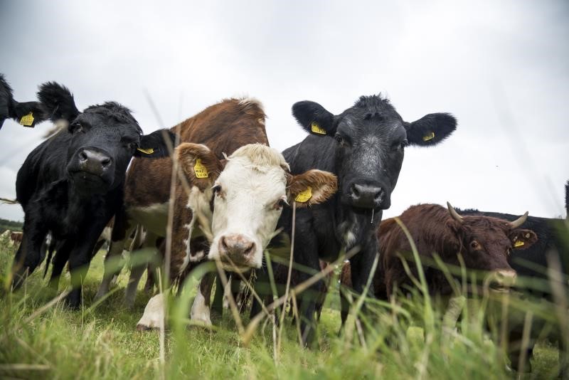 Beef cattle, Somerset_42907