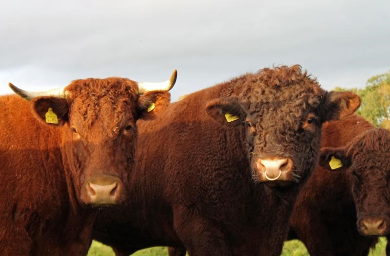 Devon cattle at Rob Alderson's farm_42514