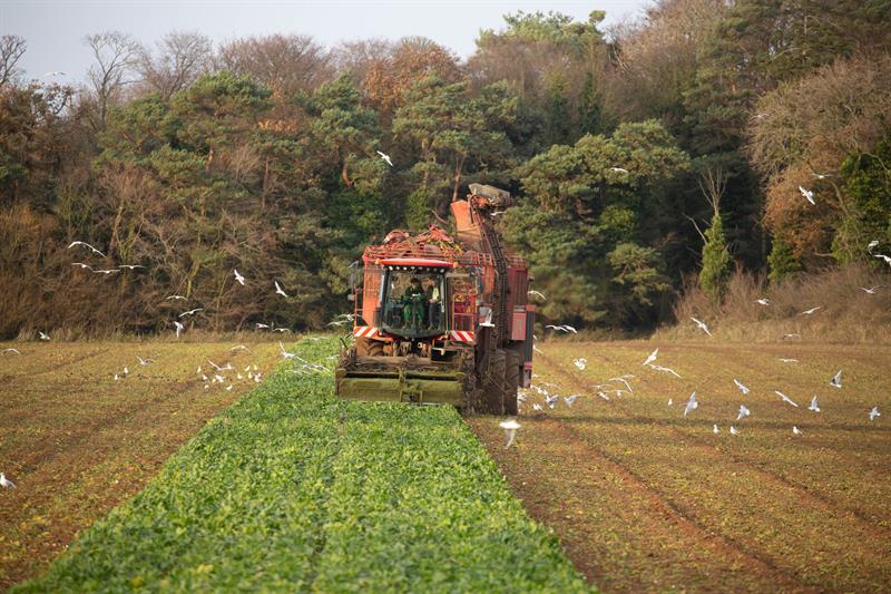 Machinery harvesting sugar beet in a field
