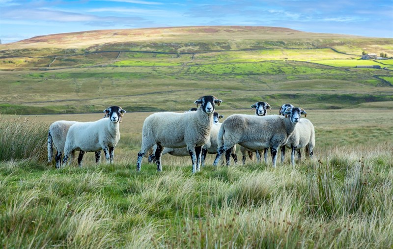 Swaledale sheep grazing an open moorland in North Yorkshire