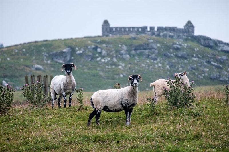 Sheep on uplands farm