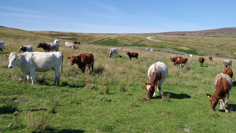 Cattle grazing an upland pasture