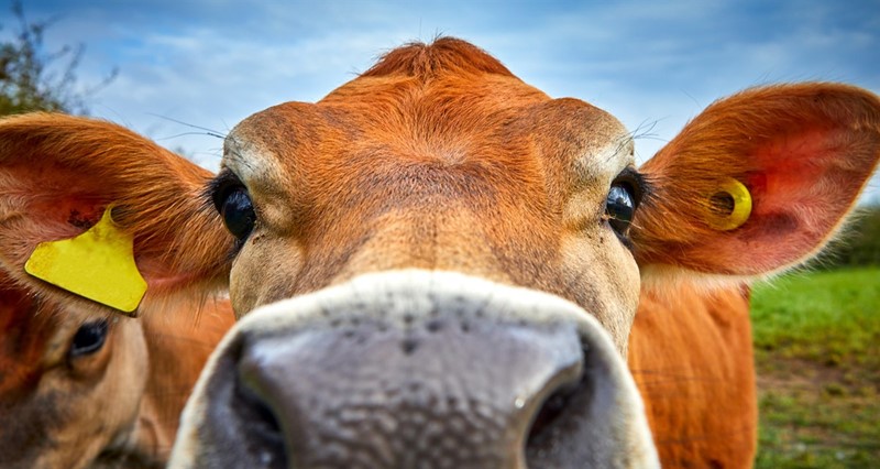 An image showing a cow