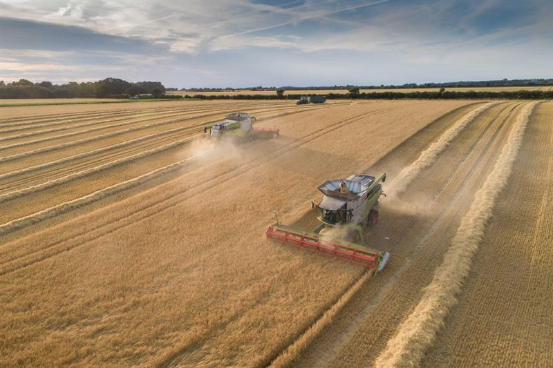Two combine harvesters in a large field of crops