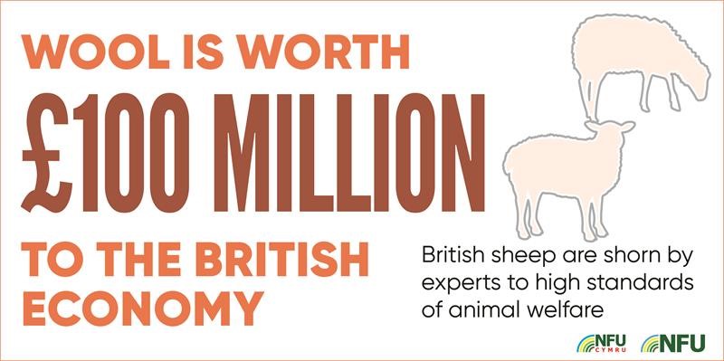 Livestock and the value of wool infographic_71229