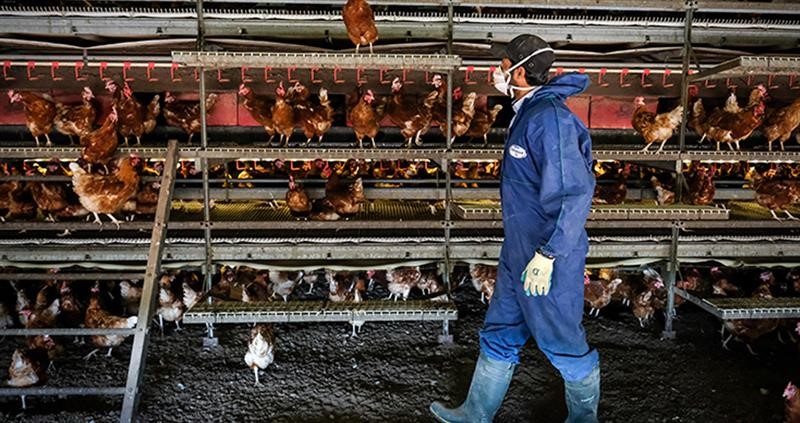 NFU member Phil Ashton in his poultry house_73358