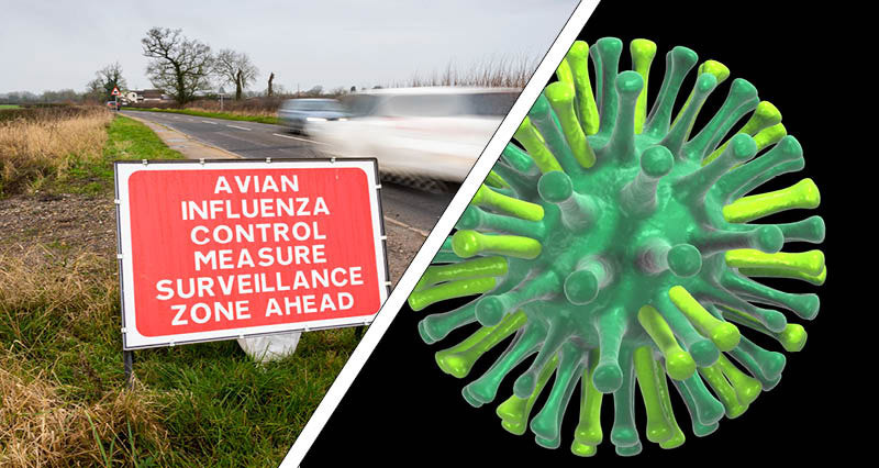 A montage of an avian influenza warning sign and an image of the virus