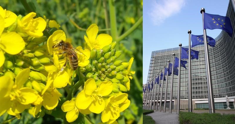 Neonicotinoids in the EU Spotlight