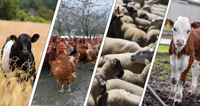 A montage of beef and dairy cows, brown hens and sheep