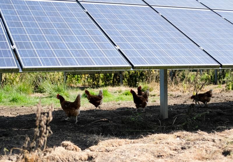 Chickens and solar panels