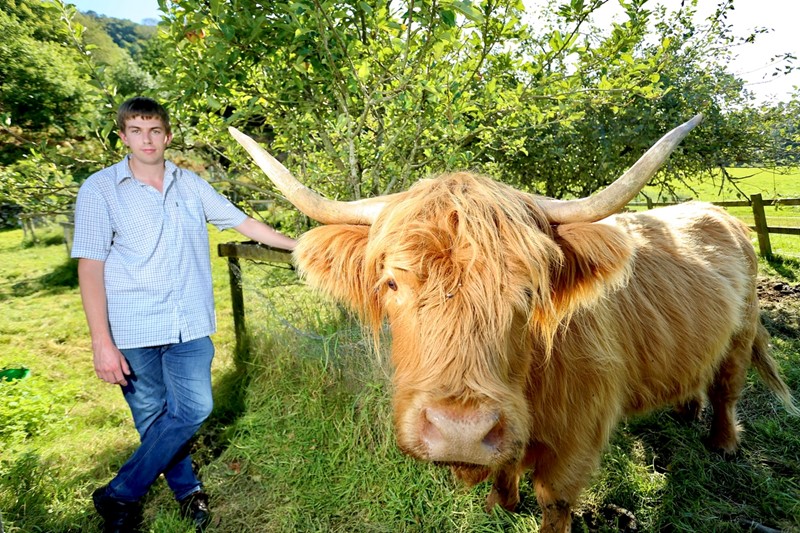 Highland cow - Richard Jones
