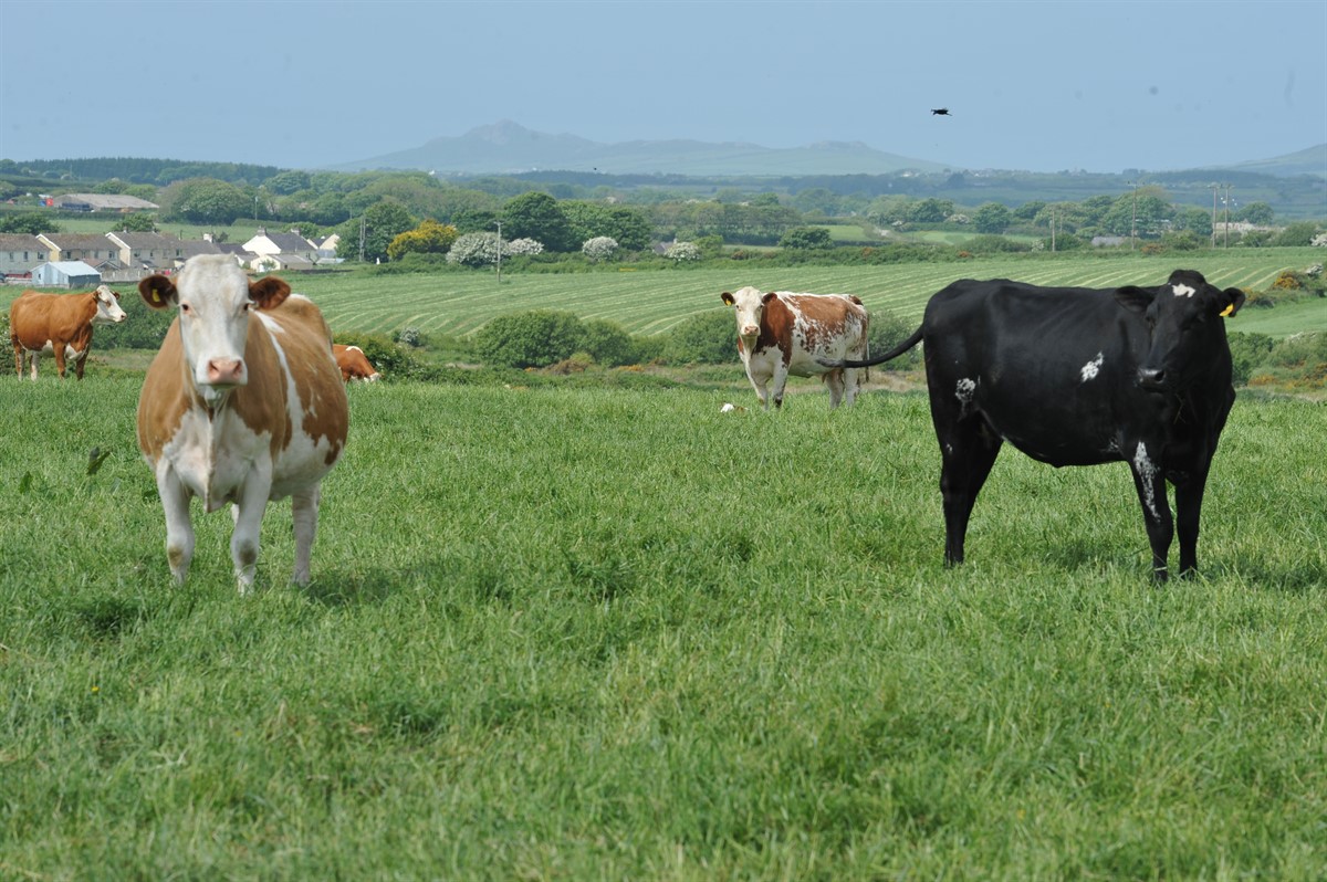 Maarten Davies, NFU CYmru, beef cows