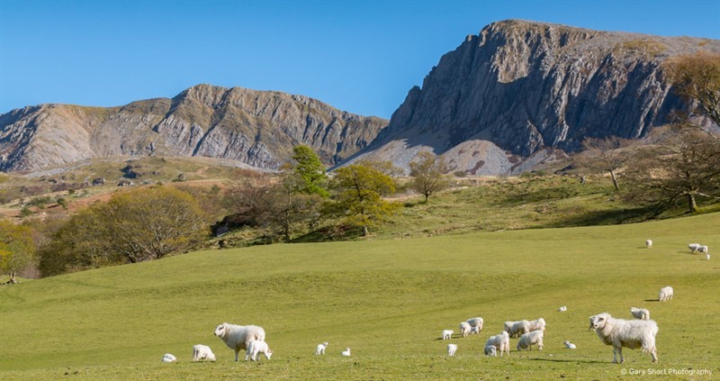 Image of sheep in the uplands of Wales in Meirionnydd