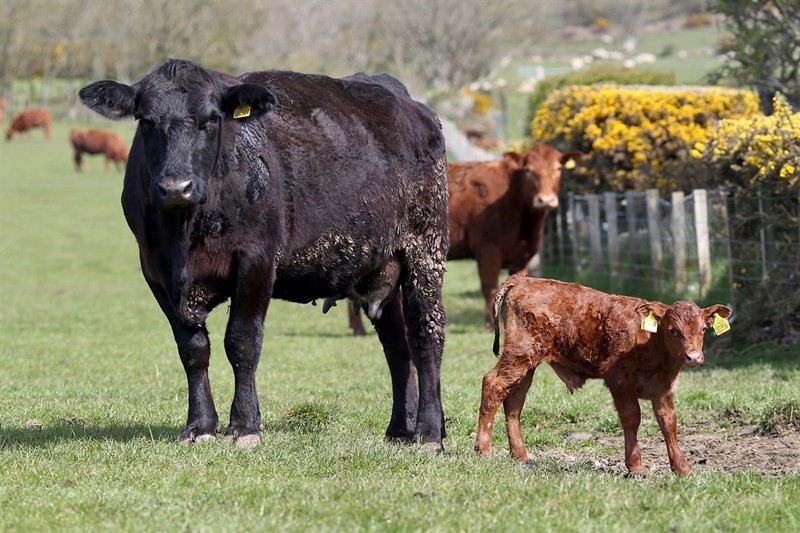 Cow and calve Edward Griffith_78684