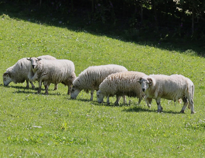 An image of sheep standing in a field