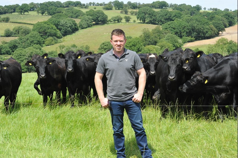 Neil Davies with Aberdeen Angus cattle